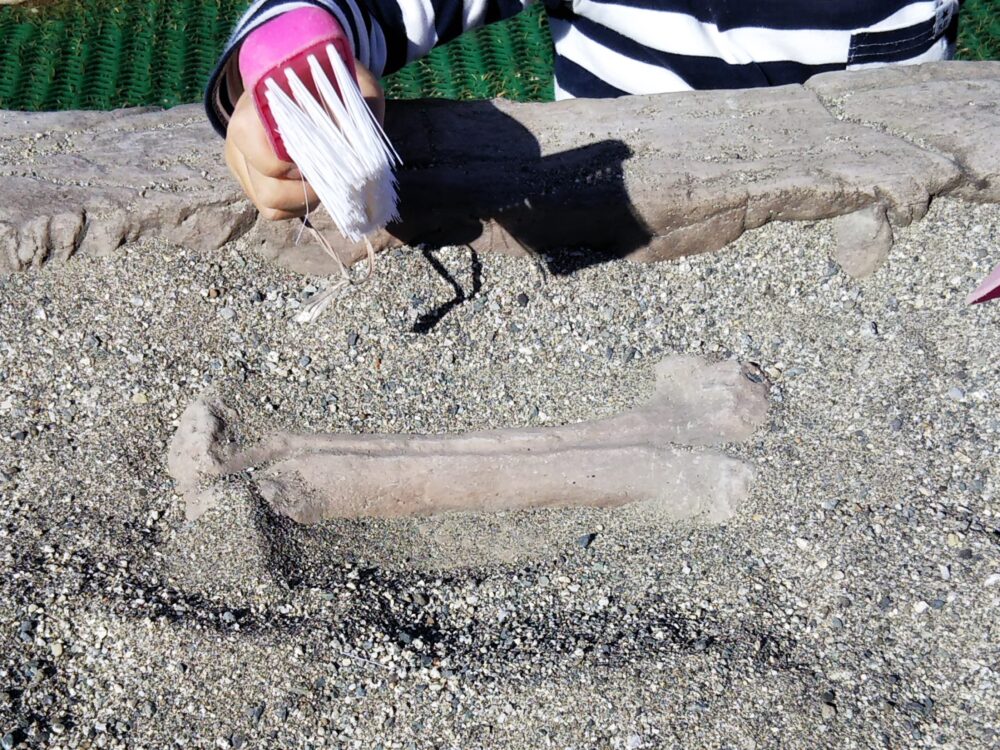 スポレク公園の砂場でできる発掘体験（化石が出てくる）