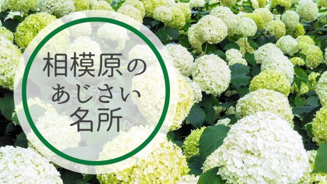 相模原北公園のあじさい 21年開花状況と見頃は アクセスや駐車場も紹介 てまりの虫めがね