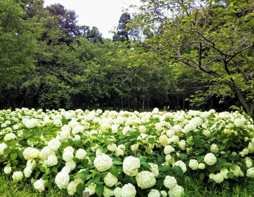 相模原北公園のあじさい 21年開花状況と見頃は アクセスや駐車場も紹介 てまりの虫めがね