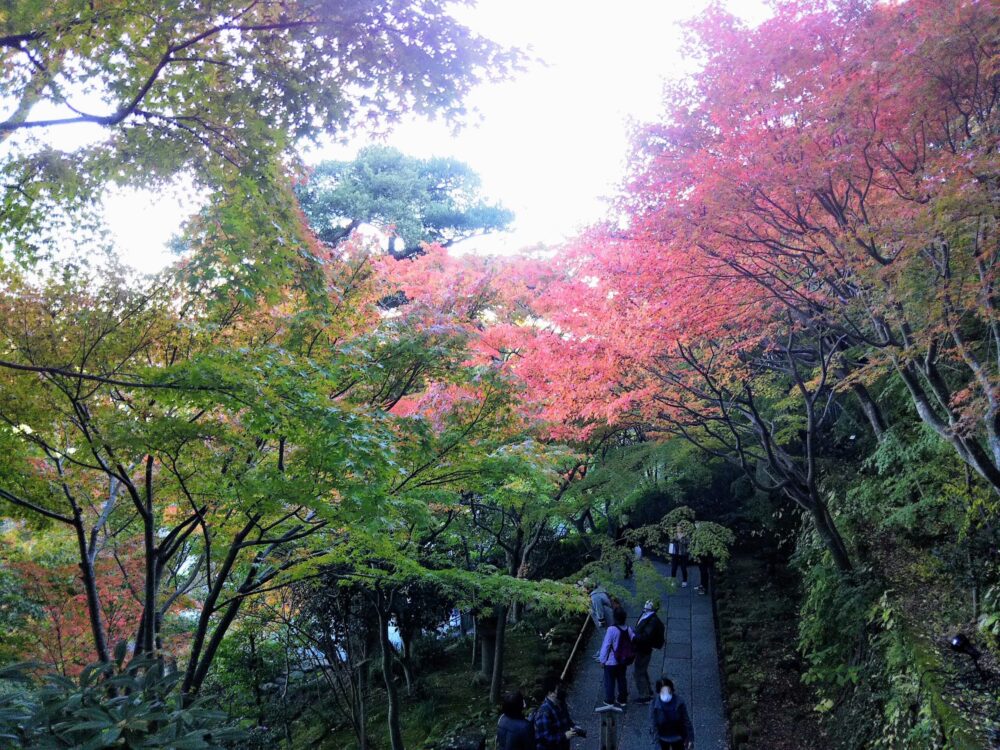 鎌倉の長谷寺｜寺内の階段から見える紅葉