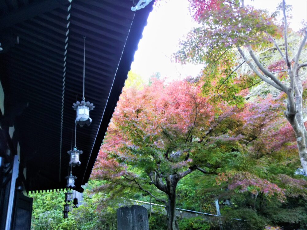 鎌倉の長谷寺｜経蔵の屋根と紅葉