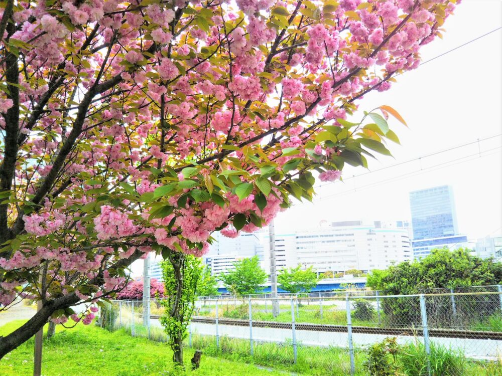 高島水際線公園｜線路沿いに咲く八重桜