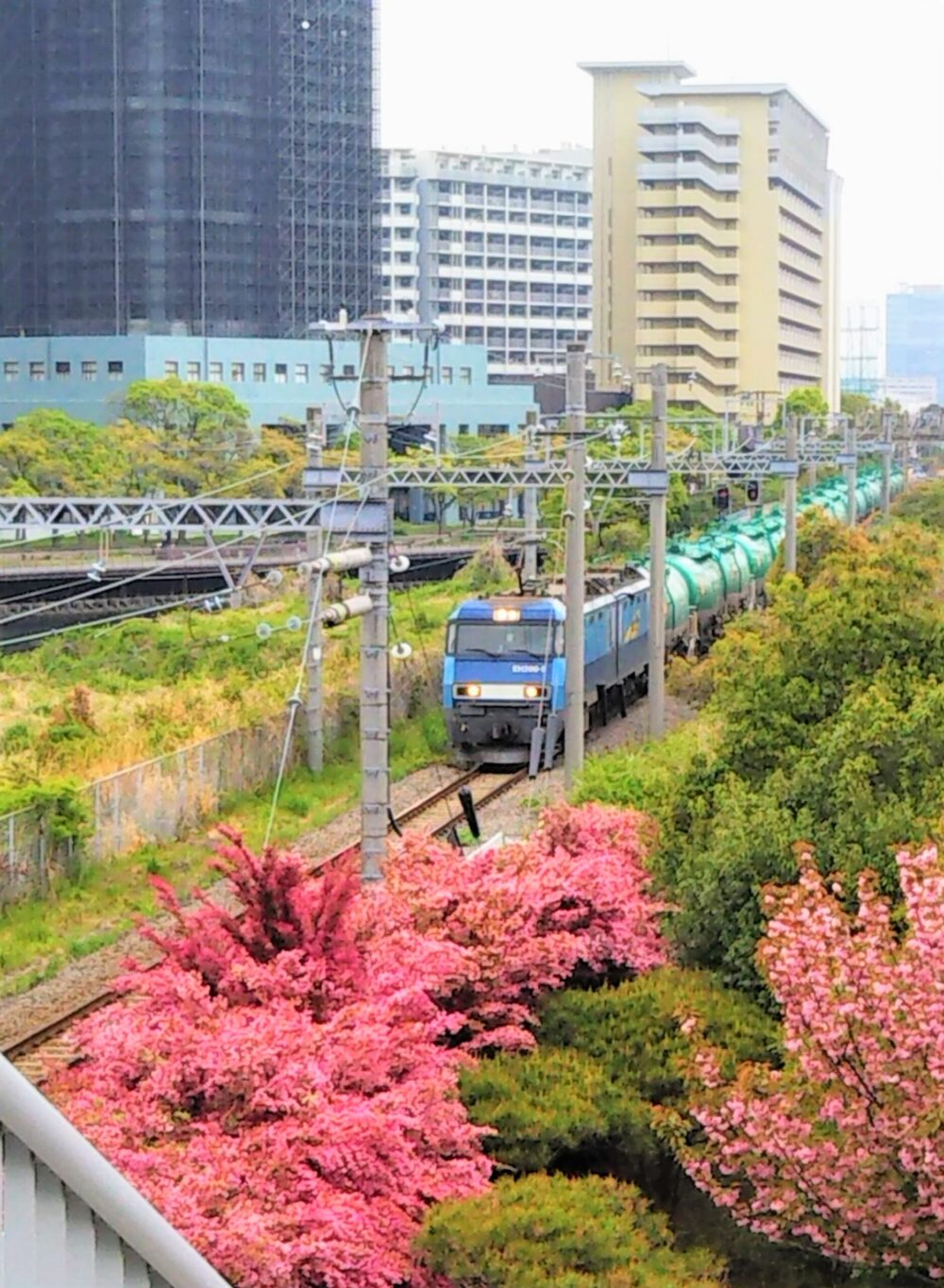 高島水際線公園｜跨線橋から見える貨物列車と八重桜（新子安方面）