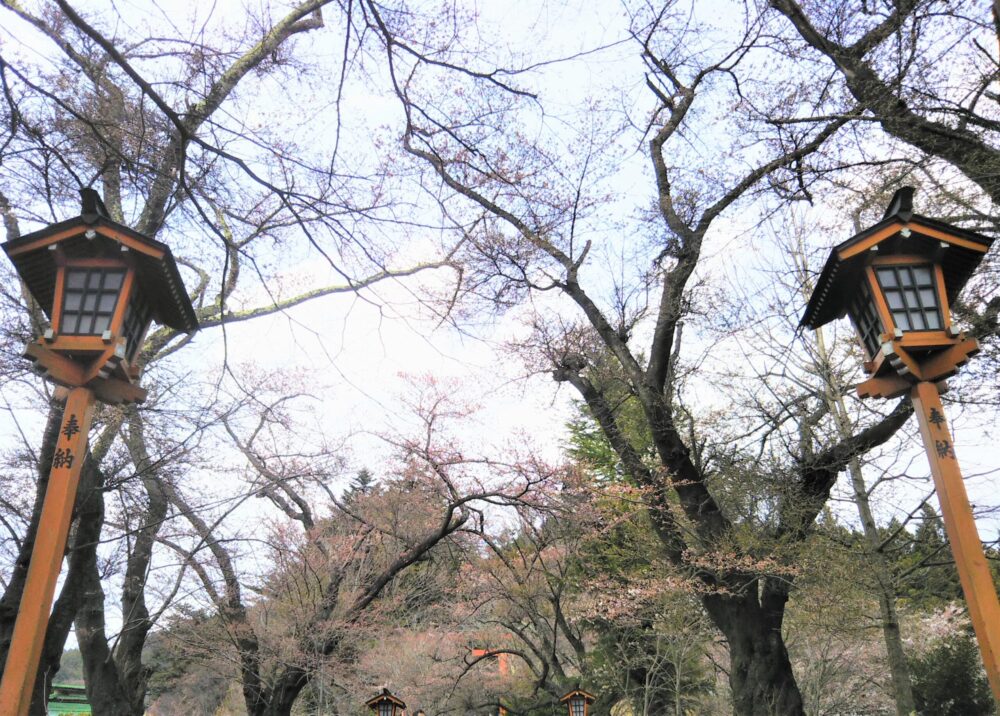 新倉山浅間公園【体験談】桜の開花状況（2022.4.7）新倉富士浅間神社の桜の様子