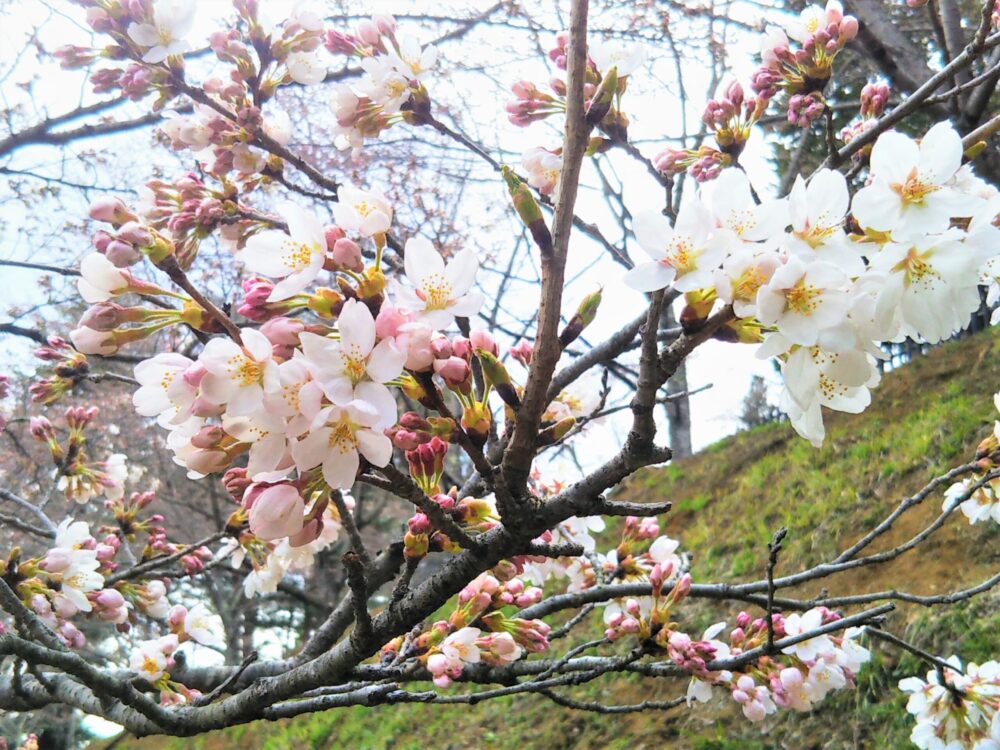 新倉山浅間公園【体験談】桜の開花状況（2022.4.7）遊歩道でたくさん咲いている桜の木