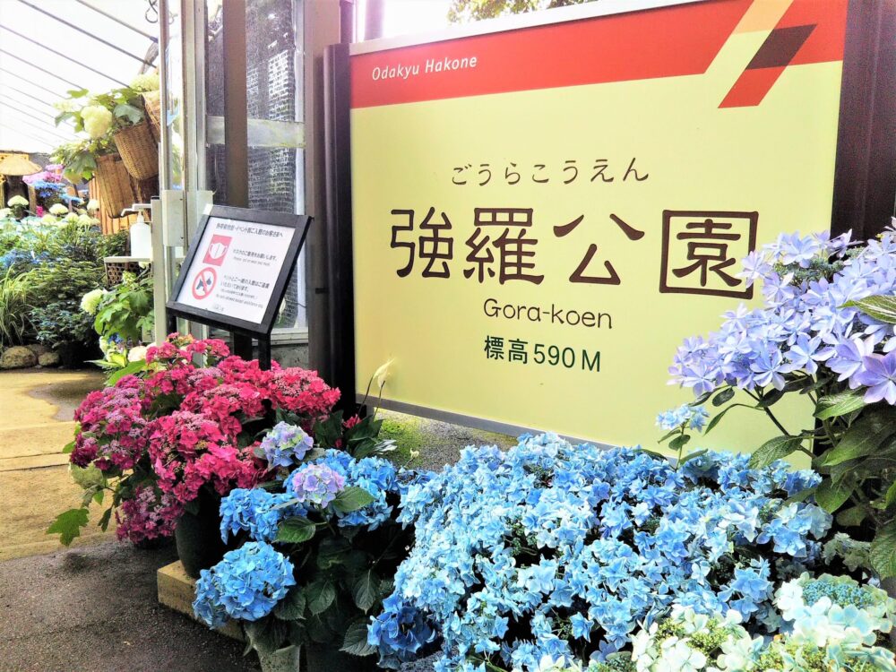 箱根あじさい電車周辺のあじさいスポット｜強羅公園のあじさい展2022年