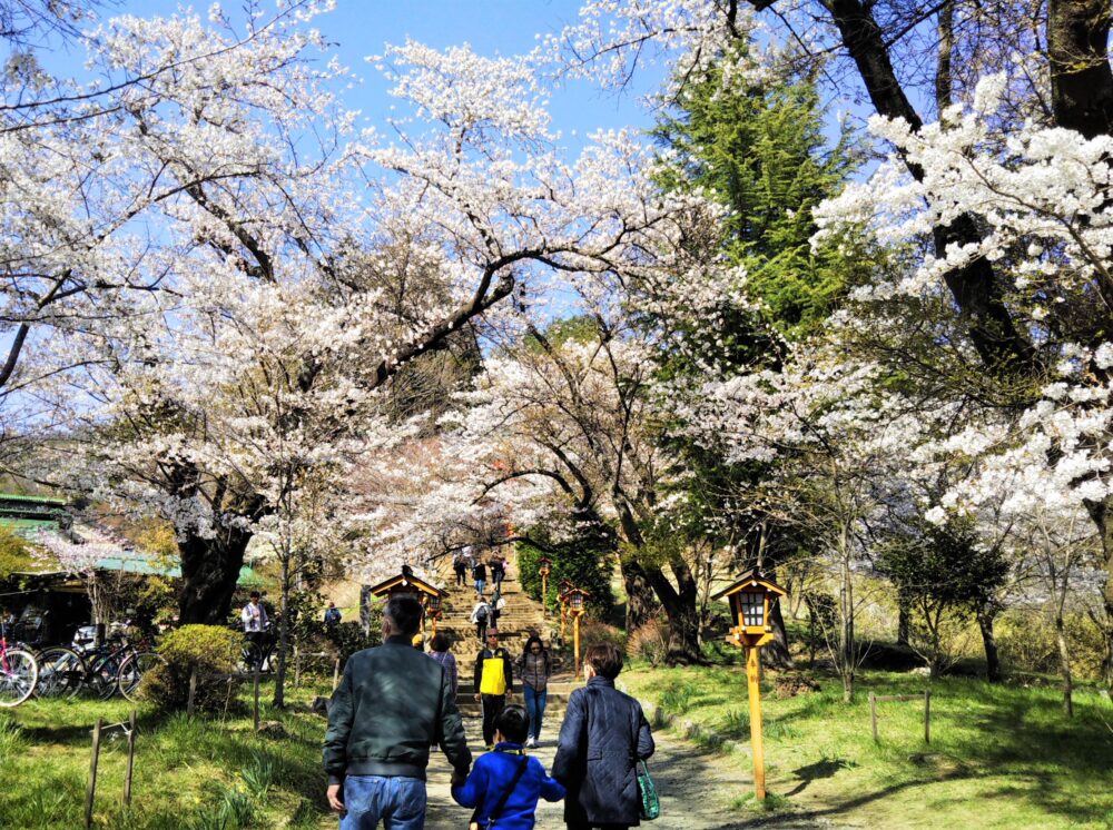 新倉山浅間公園のふもと新倉富士浅間神社の開花状況｜4月3日現在
