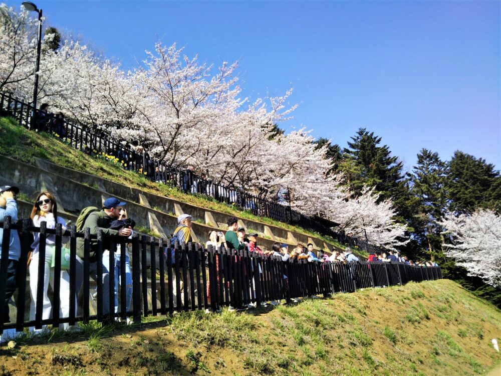 新倉山浅間公園の桜｜4月3日の展望デッキ混雑状況｜遊歩道で待機する列