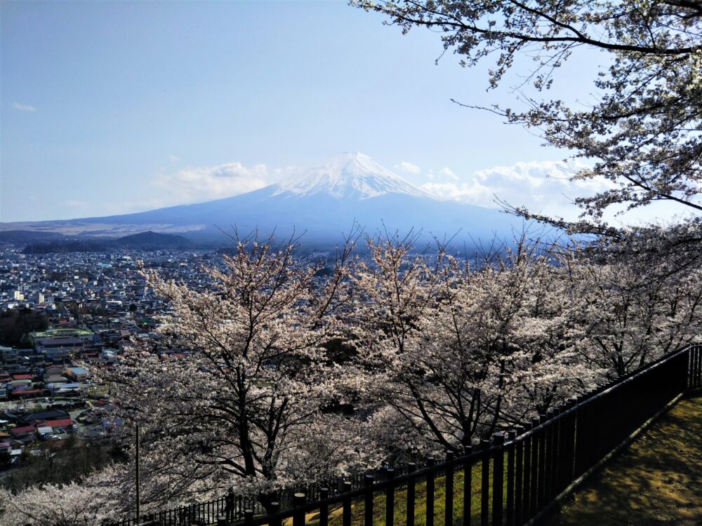 新倉山浅間公園の桜｜4月3日の開花状況｜遊歩道から見える富士山