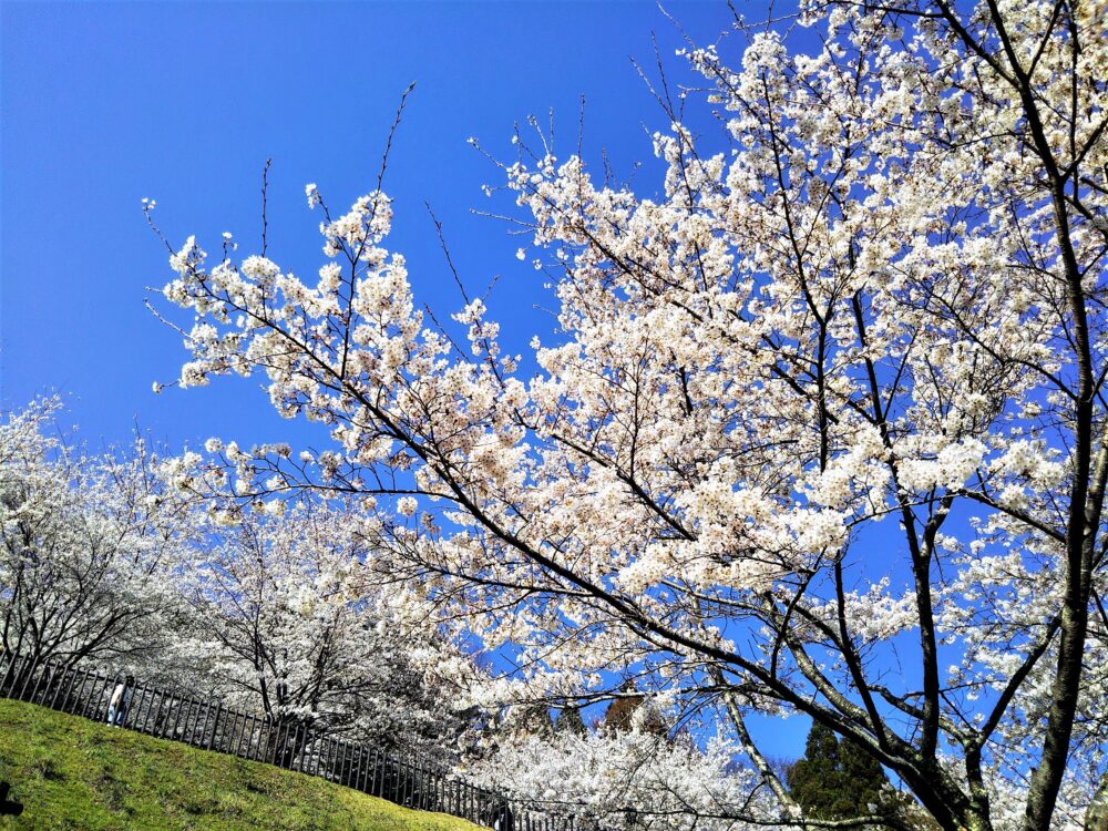 新倉山浅間公園の桜｜4月3日の開花状況｜遊歩道から見える桜の木々
