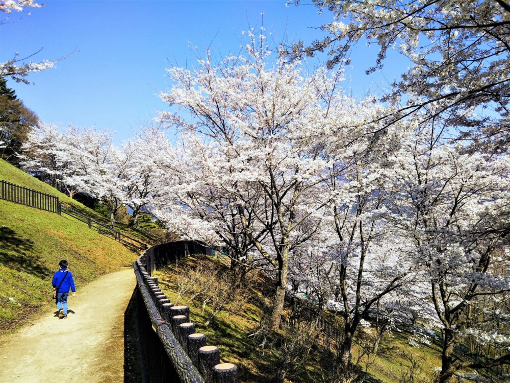 新倉山浅間公園の桜｜4月3日の開花状況｜遊歩道に咲くたくさんの桜