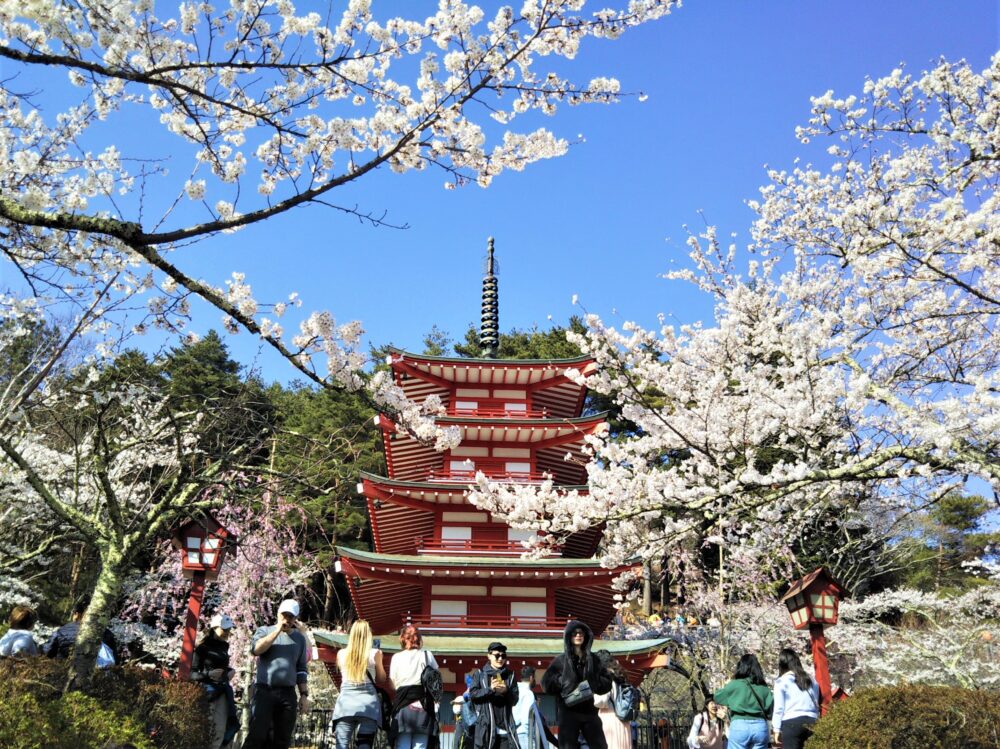 新倉山浅間公園の桜｜4月3日の開花状況｜五重塔周辺の様子