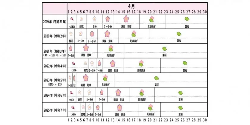 新倉山浅間公園桜の開花状況｜2019年～2025年｜富士吉田市観光ガイド参照