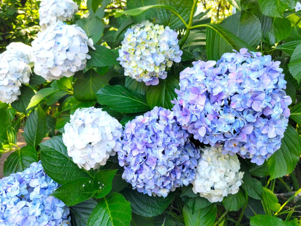相模原北公園｜あじさい開花状況2025.6.19現在｜あじさいの品種不明