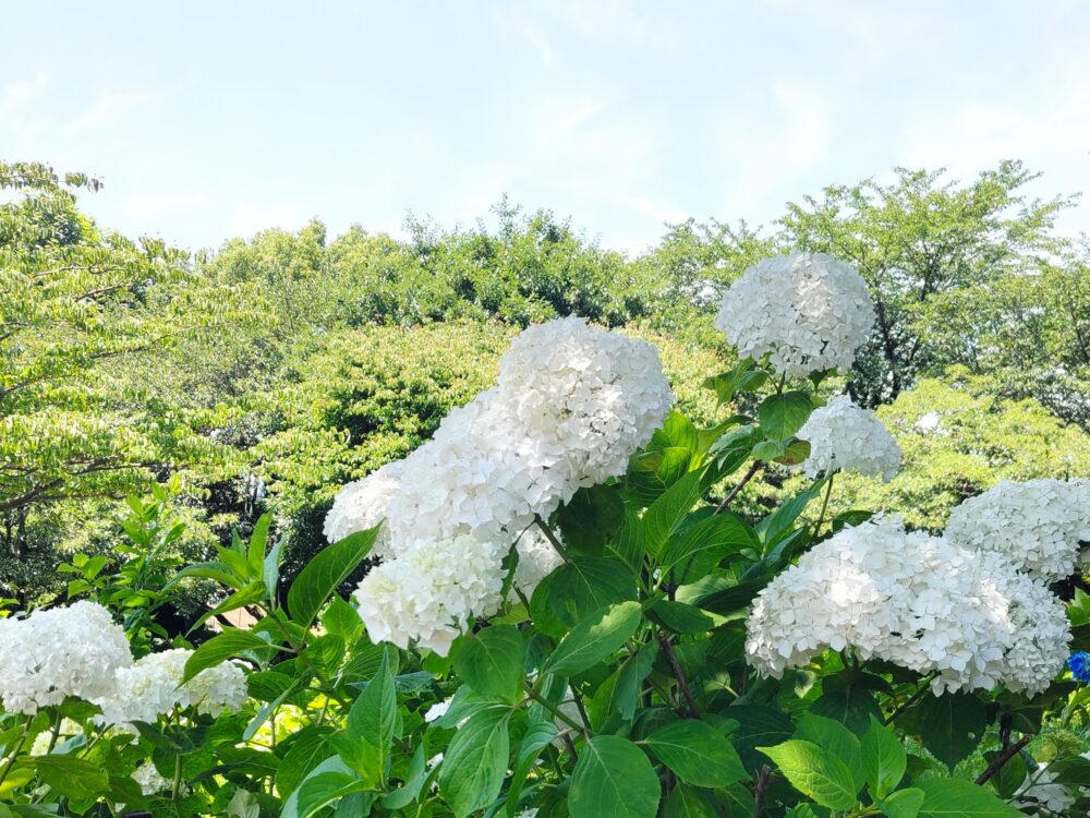 相模原北公園｜あじさい開花状況2025.6.19現在｜あじさい品種名「ホワイトキング」