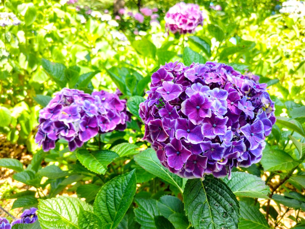 相模原北公園｜あじさい開花状況2025.6.19現在｜あじさい品種名不明