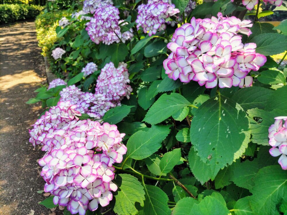 相模原北公園｜あじさい開花状況2025.6.19現在｜品種名「ジャパニュー・ミカコ」
