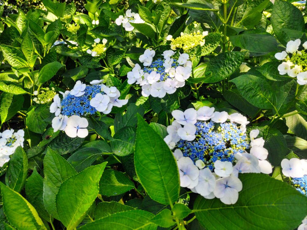 相模原北公園｜あじさい開花状況2025.6.19現在｜品種名「リベラバイス