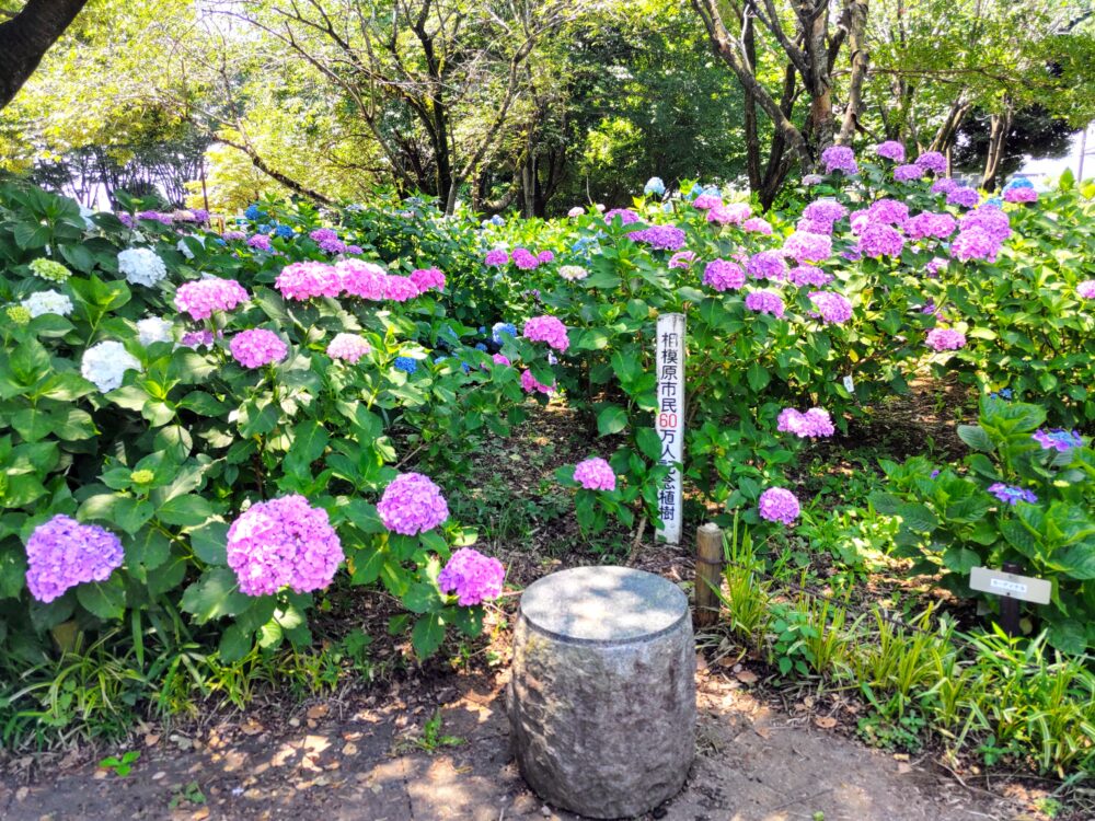 相模原北公園｜あじさい開花状況2025.6.19現在｜品種名「西洋アジサイ」