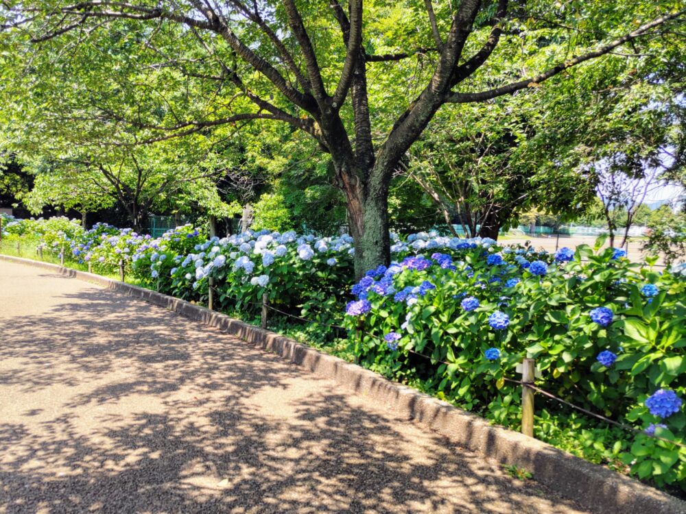 相模原北公園｜あじさい開花状況2025.6.19現在｜日陰で見頃のあじさい