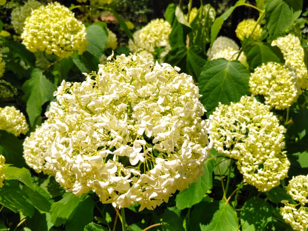 相模原北公園｜アナベルの開花状況2025.6.19現在｜日向で咲くアナベルはしおれている