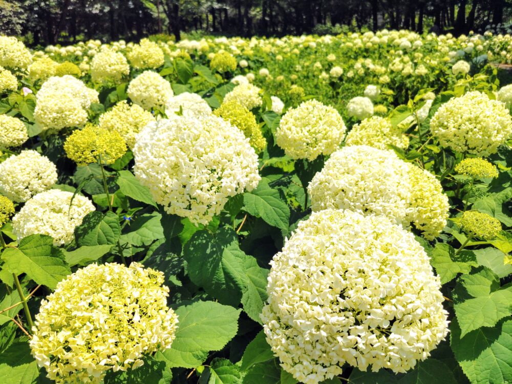 相模原北公園｜あじさい「アナベル」開花状況2025.6.19現在｜日向に咲くアナベルはしおれている