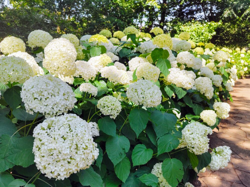 相模原北公園｜アナベルの開花状況2025.6.19現在｜日陰で咲くアナベル群