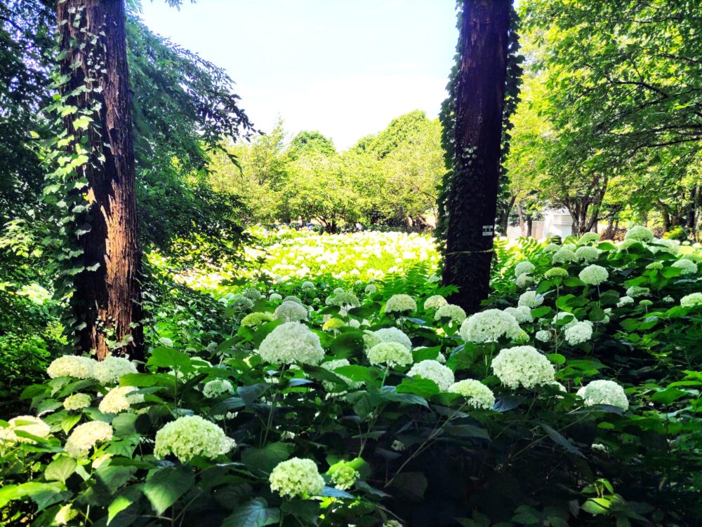 相模原北公園｜あじさい「アナベル」開花状況2025.6.19現在｜日陰と日向で咲くアジサイ