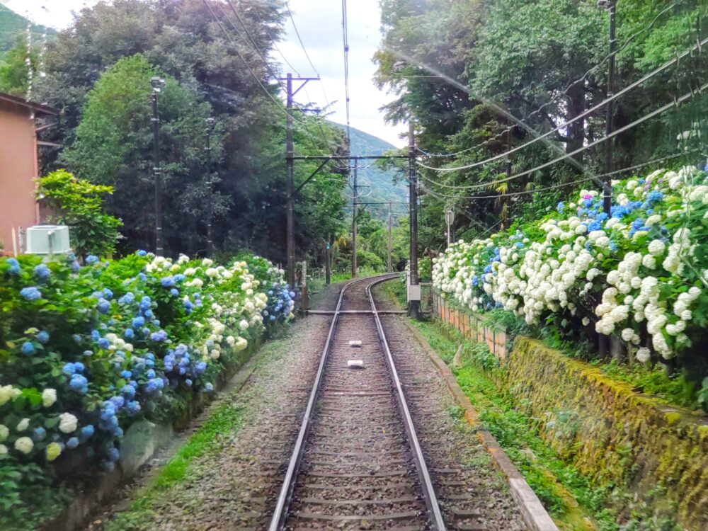 箱根あじさい電車の開花状況｜2025.6.26現在｜上大平台信号所の周辺