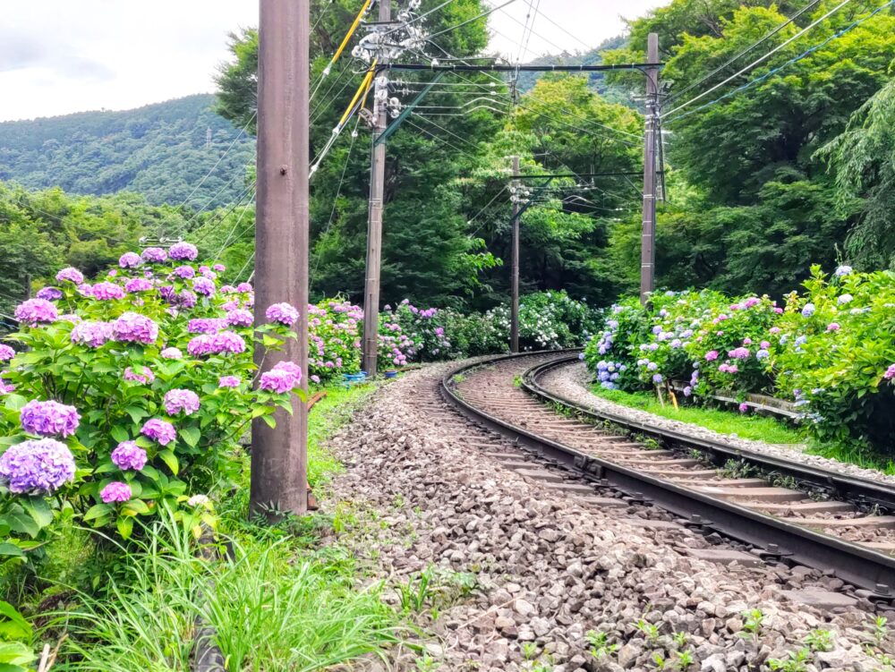 箱根あじさい電車の開花状況｜2025.6.26現在｜大平台駅周辺