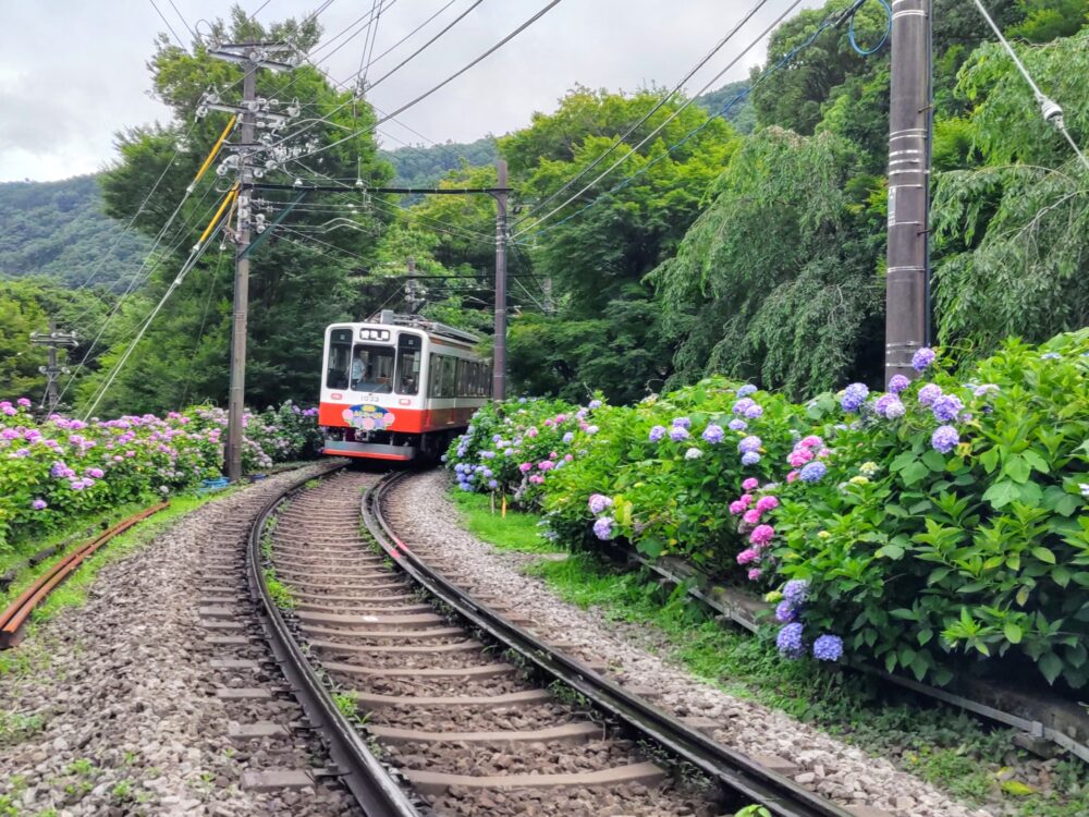 箱根あじさい電車の開花状況｜2025.6.26現在｜大平台駅周辺