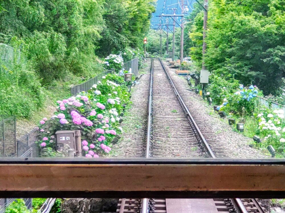 箱根あじさい電車の開花状況｜2025.6.26現在｜彫刻の森駅周辺