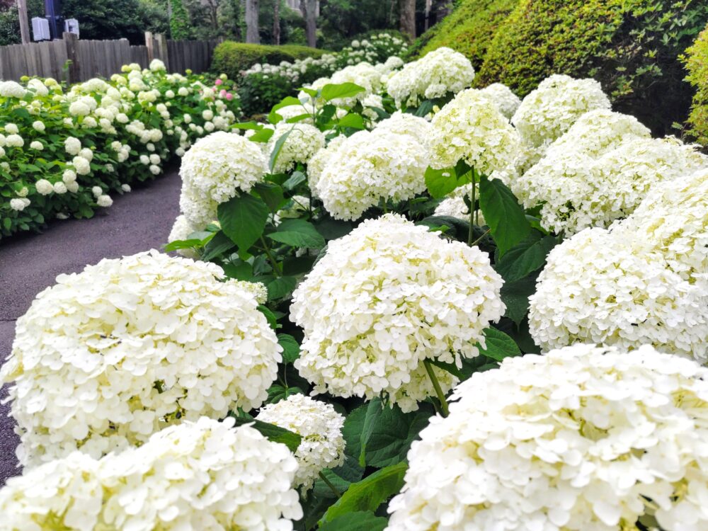 箱根強羅公園のあじさい「アナベル」