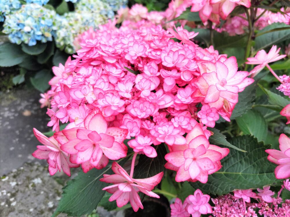 箱根強羅公園のあじさい｜111鉢のあじさい