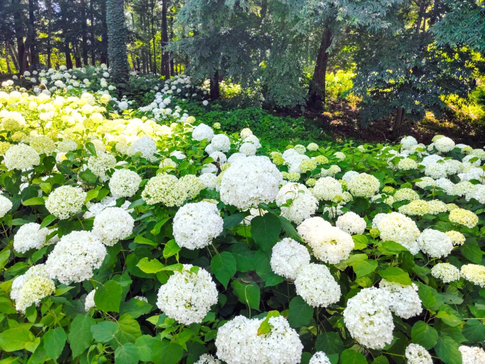 相模原北公園｜あじさい「アナベル」開花状況2025.6.19現在
