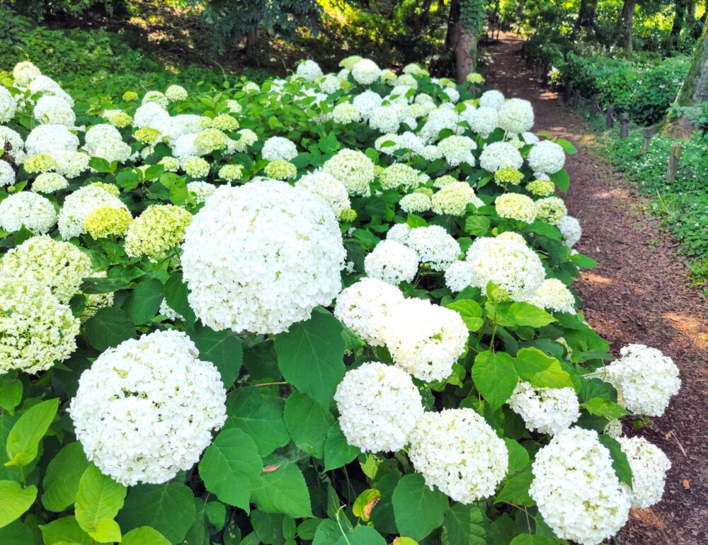 相模原北公園｜アナベル開花状況2025.6.19現在｜大きく咲き誇るアナベル