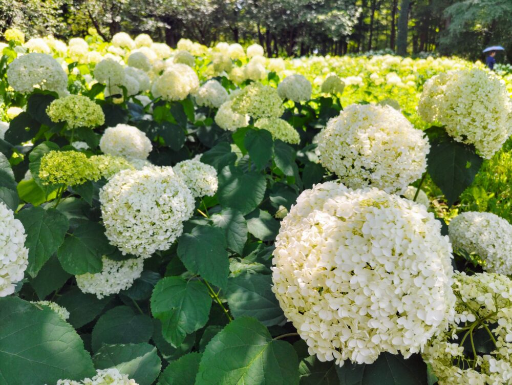 相模原北公園｜あじさい「アナベル」開花状況2025.6.19現在｜白く大きく咲アナベル群