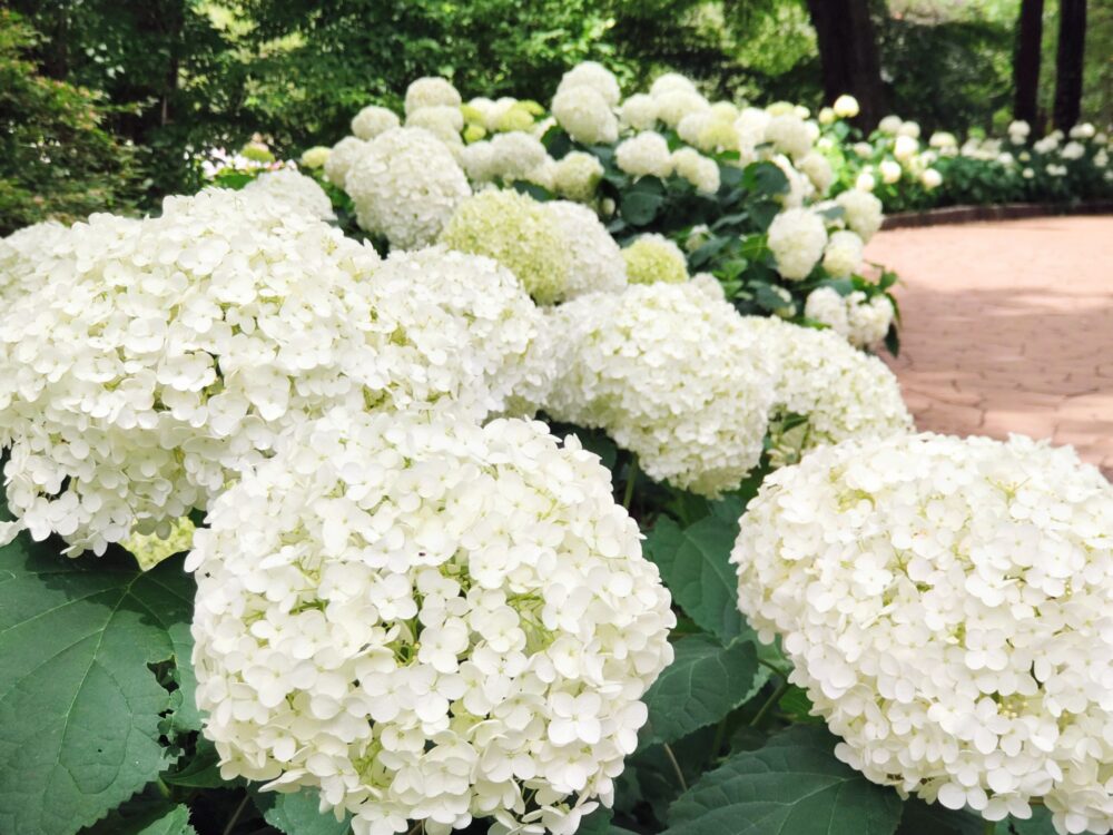 相模原北公園のあいじさい「アナベル」満開の群生｜2026年6月16日の開花状況
