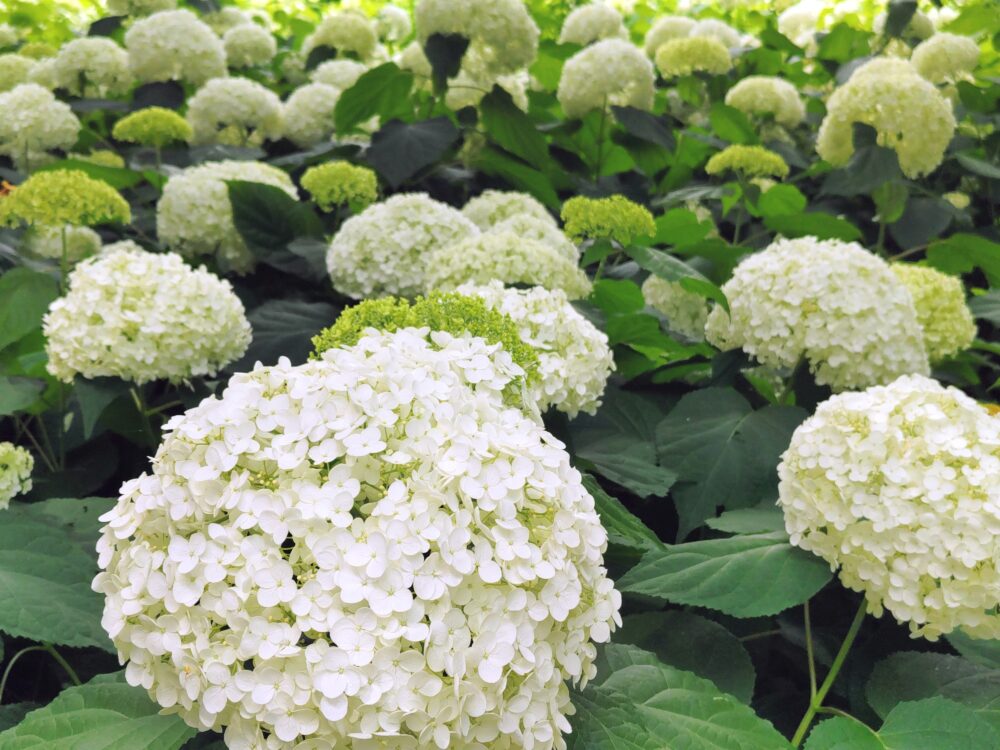 相模原北公園のあいじさい「アナベル」白色｜2026年6月16日の開花状況