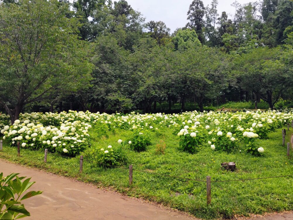 相模原北公園のあいじさい「アナベル」群生の様子｜2026年6月16日現在
