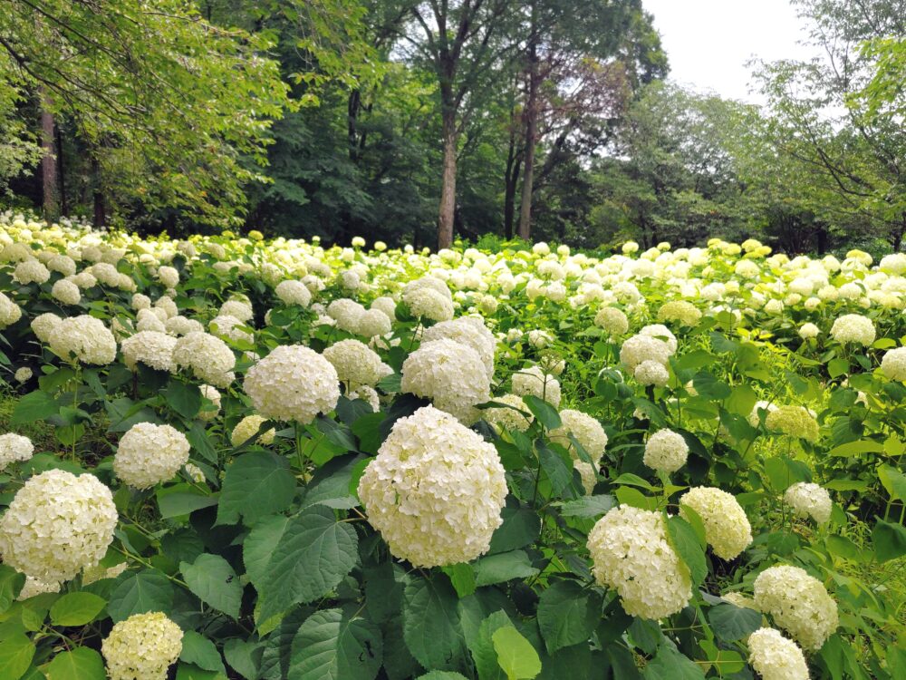 相模原北公園のあいじさい「アナベル」｜2026年6月16日の開花状況