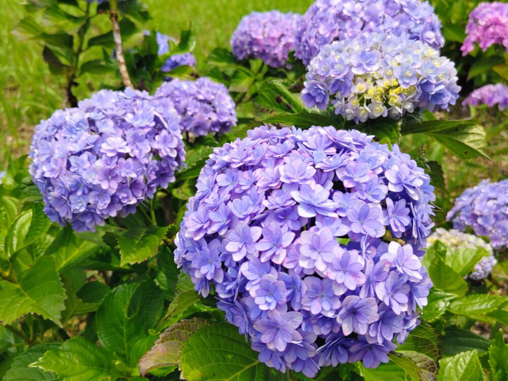 相模原北公園のあいじさい「フラウ・マリコ」｜2026年6月16日の開花状況
