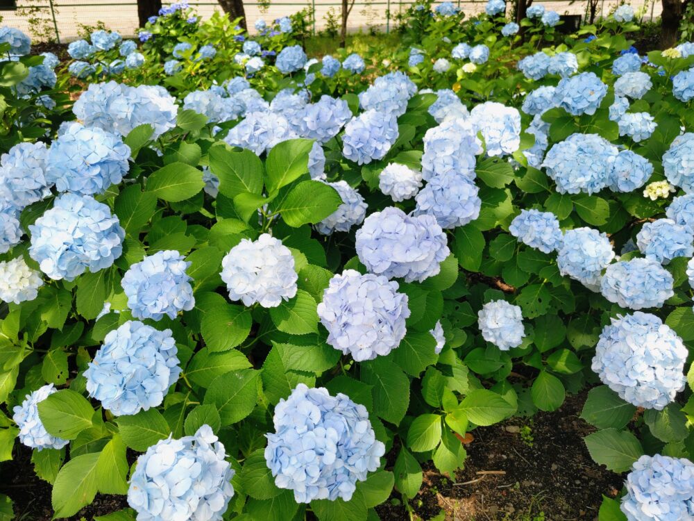 相模原北公園のあいじさい「白テマリ」｜2026年6月16日の開花状況