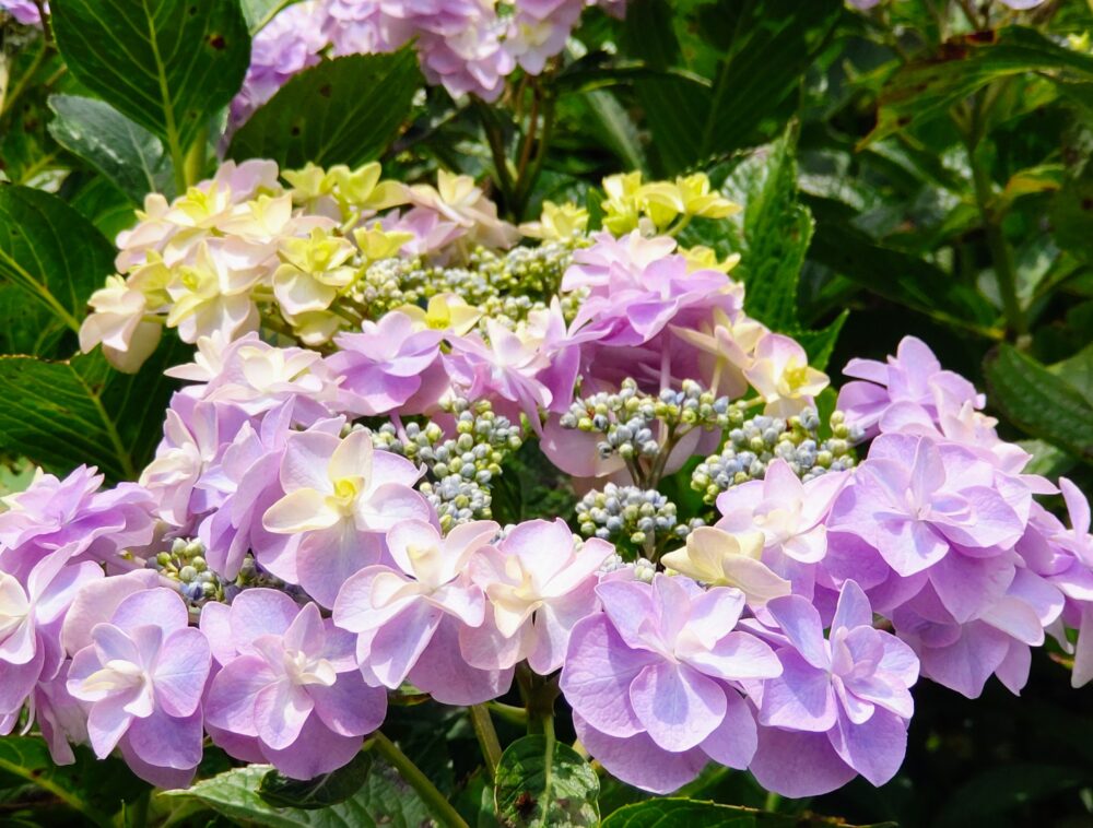 相模原北公園のあいじさい（品種不明）｜2026年6月16日の開花状況