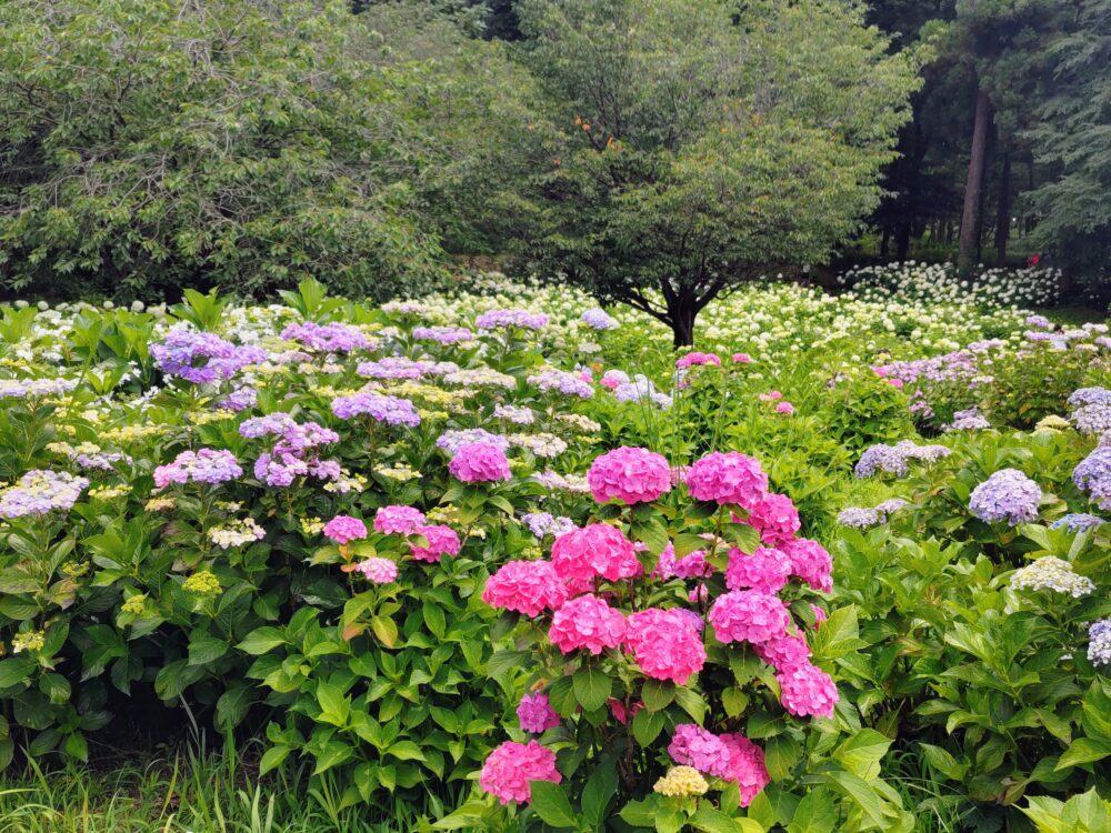 相模原北公園のいろとりどりのあいじさい｜2026年6月16日の開花状況